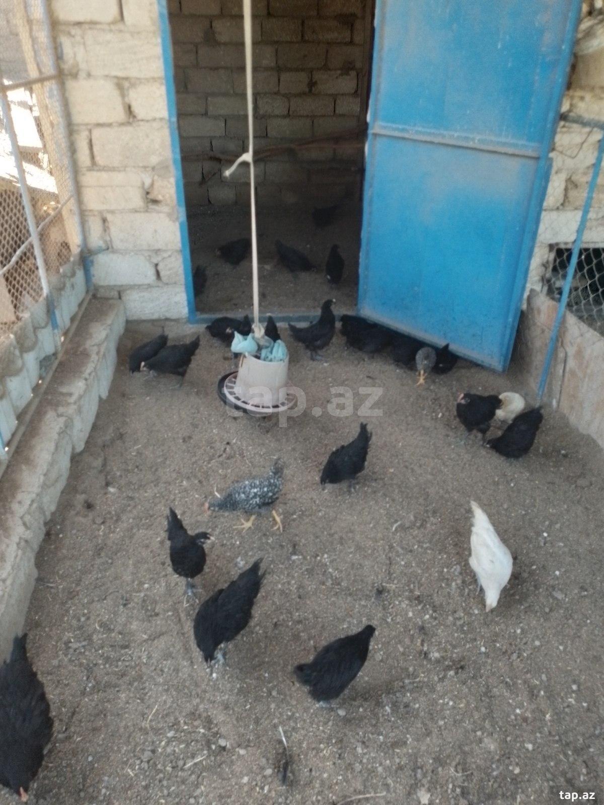 Toyuqlar (14)
