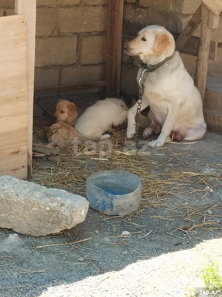 Labrador Retriver  (6)