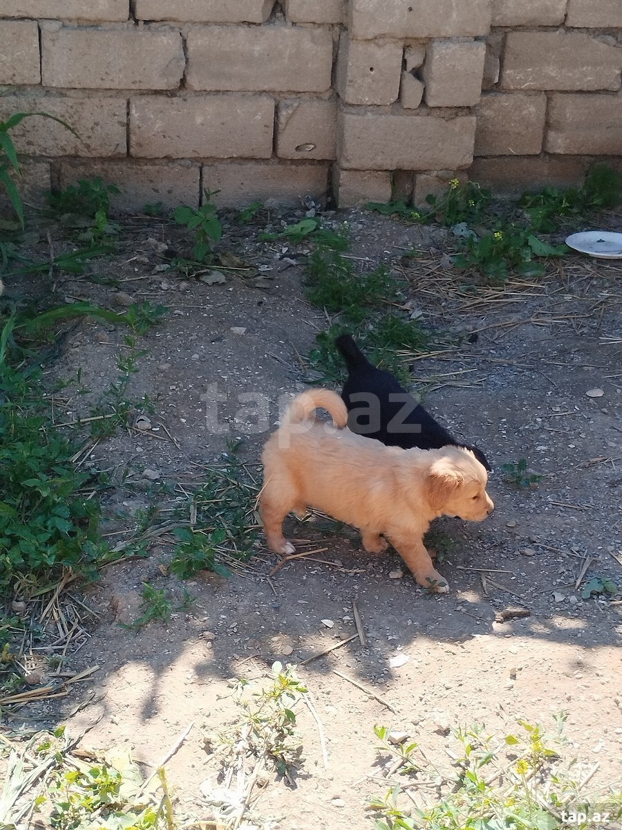 Labrador Retriver  (9)