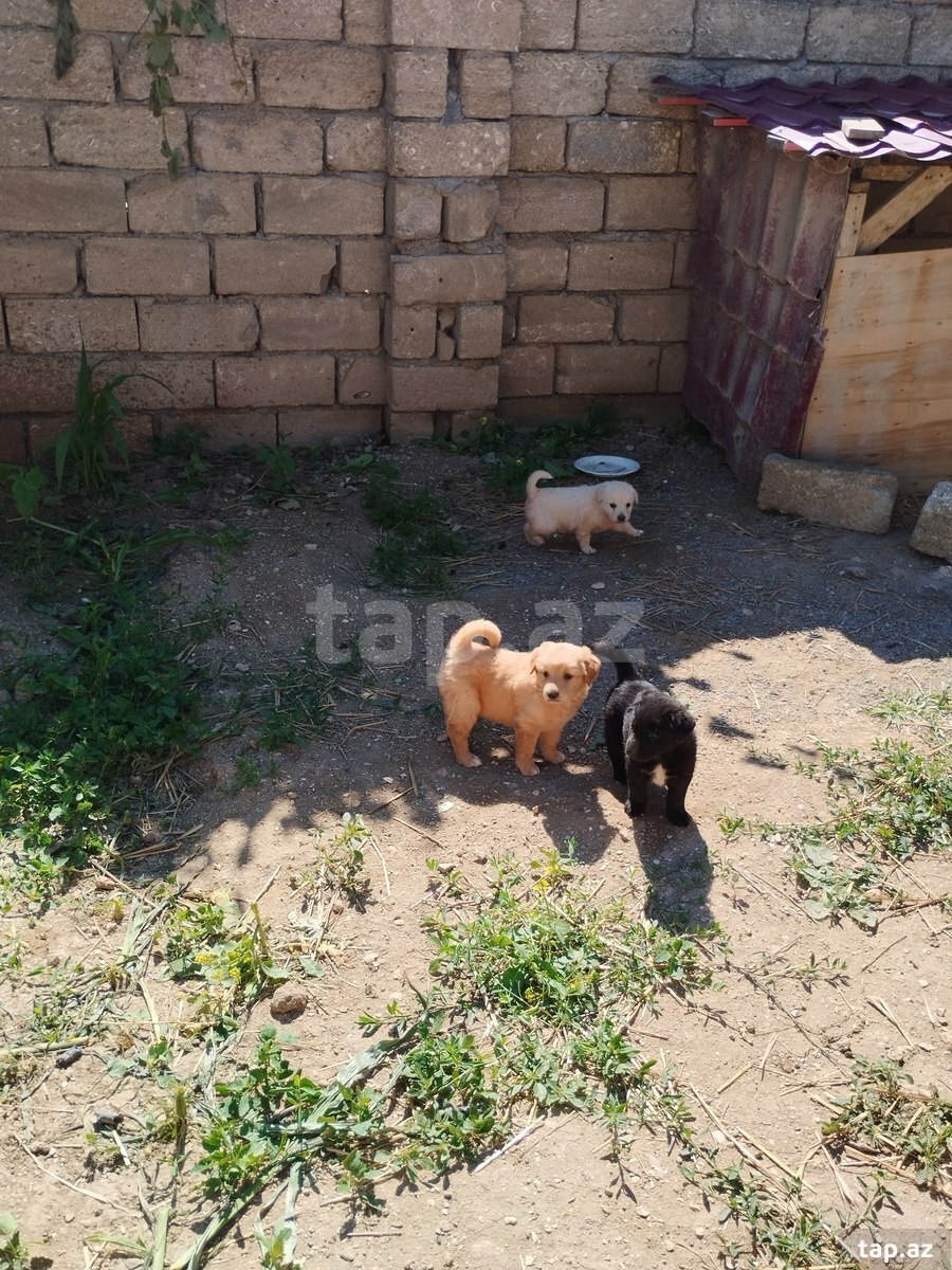 Labrador Retriver  (10)