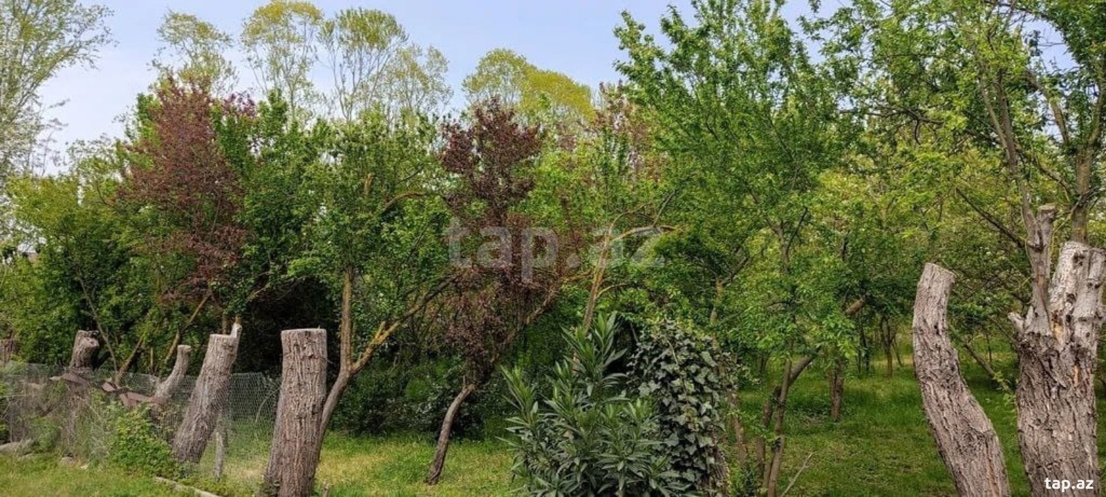 Bağ evi kirayə verilir, Lənkəran ş. (18)