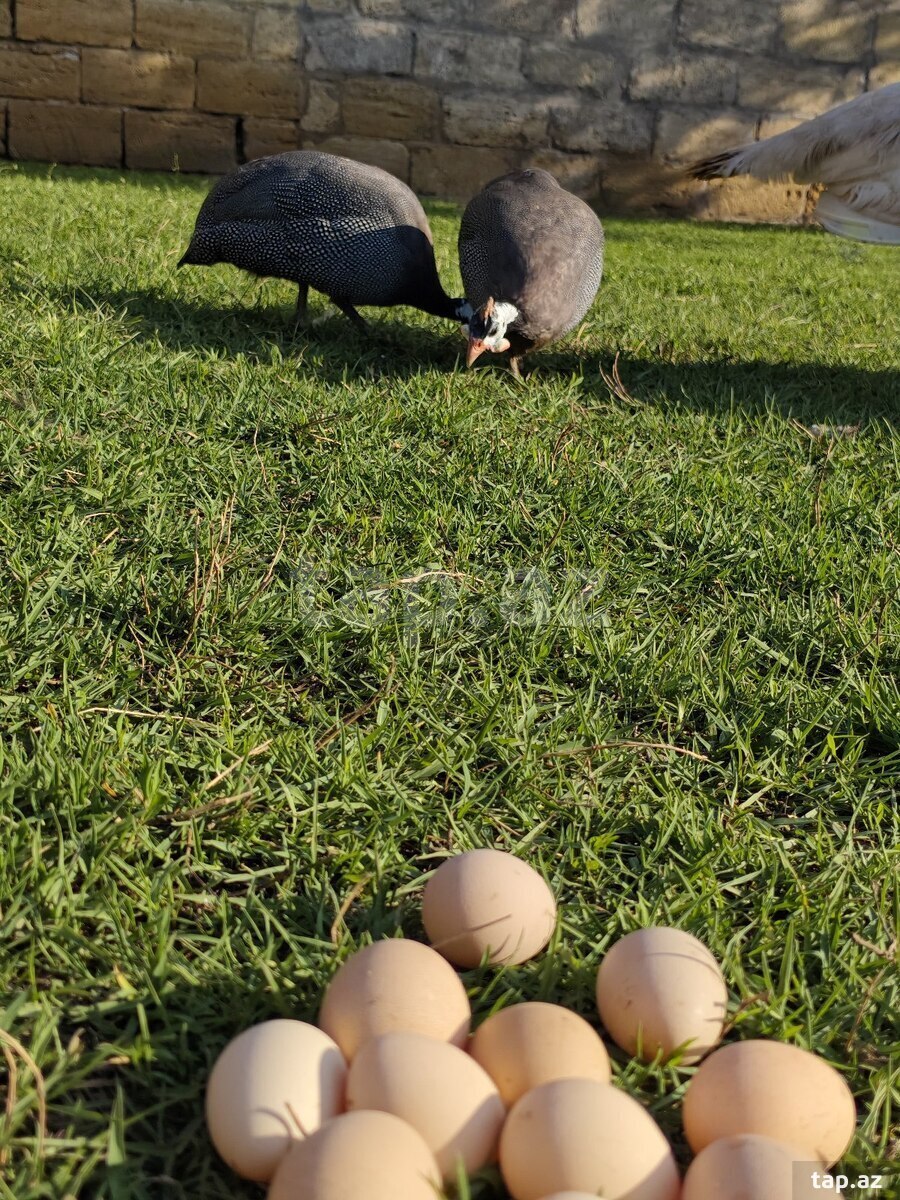 Firəng quşları