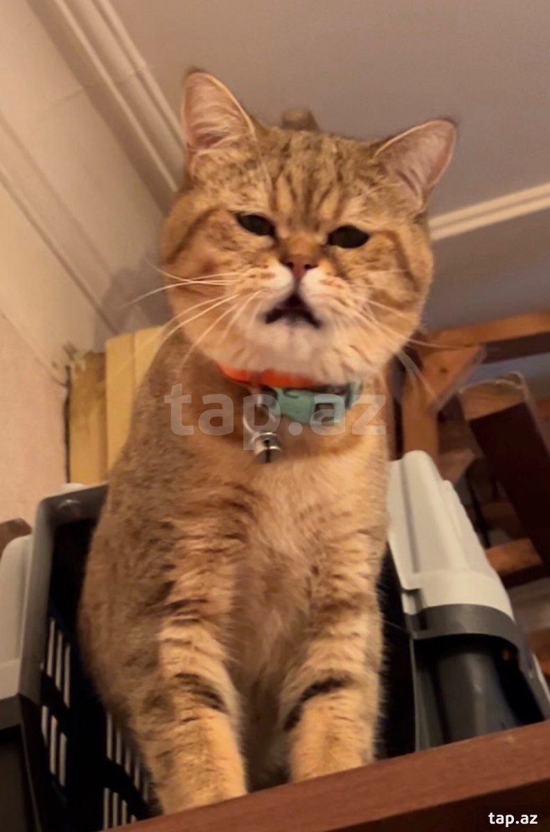 Golden Chinchilla British Shorthair