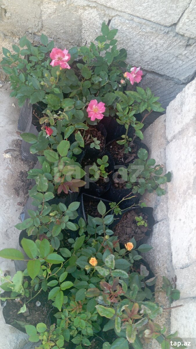 Qızılgüllər (11)