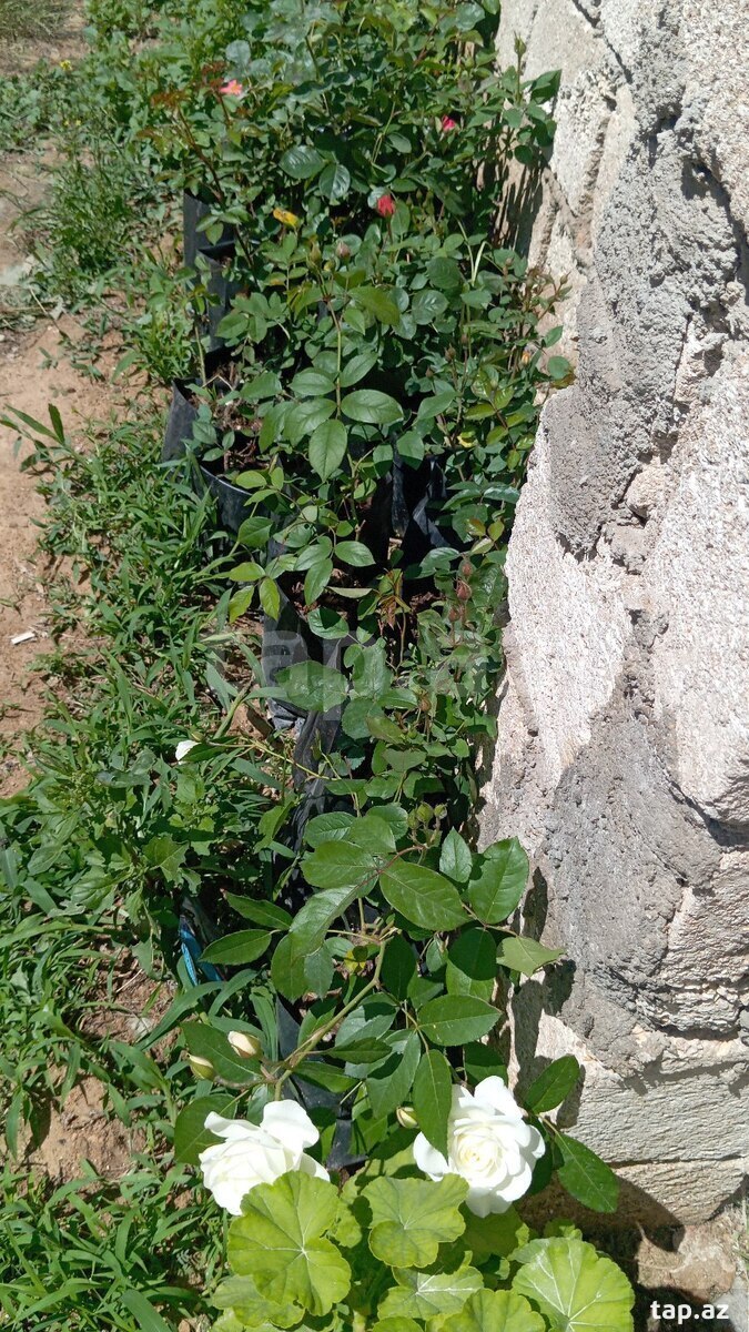 Qızılgüllər (10)