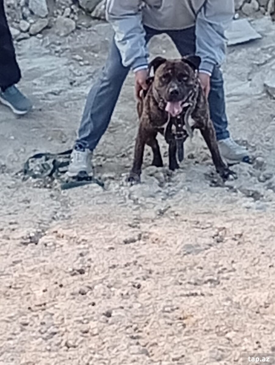 Pitbul (cütləşdirmək üçün) (3)