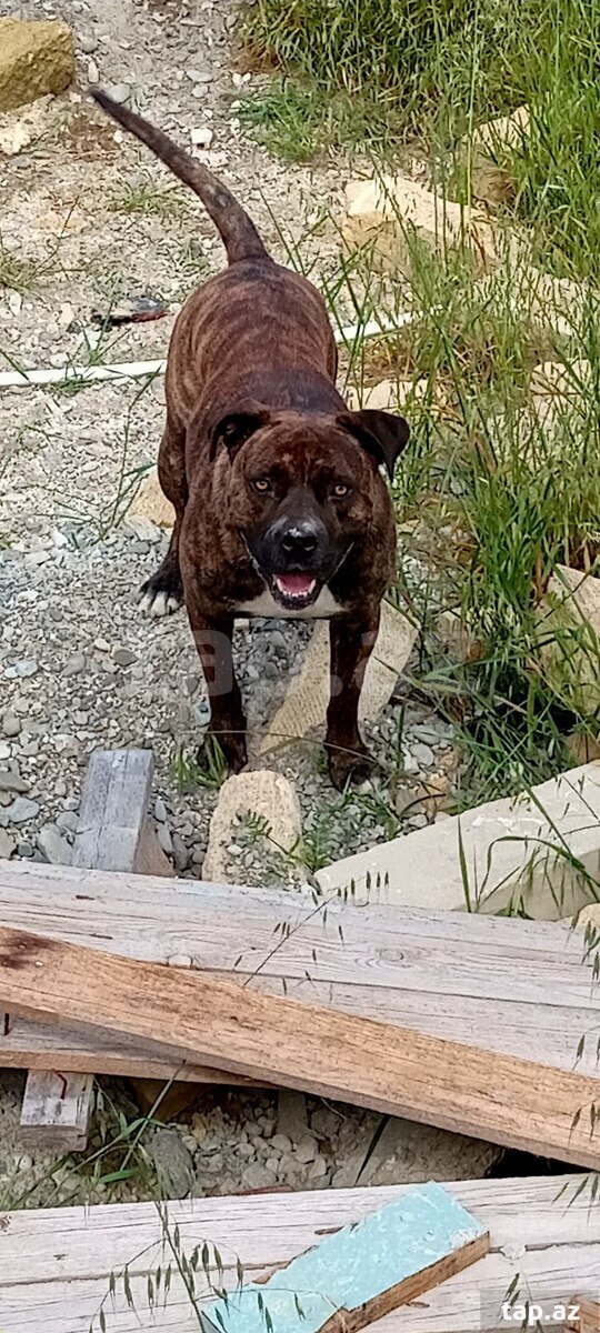 Pitbul (cütləşdirmək üçün) (4)