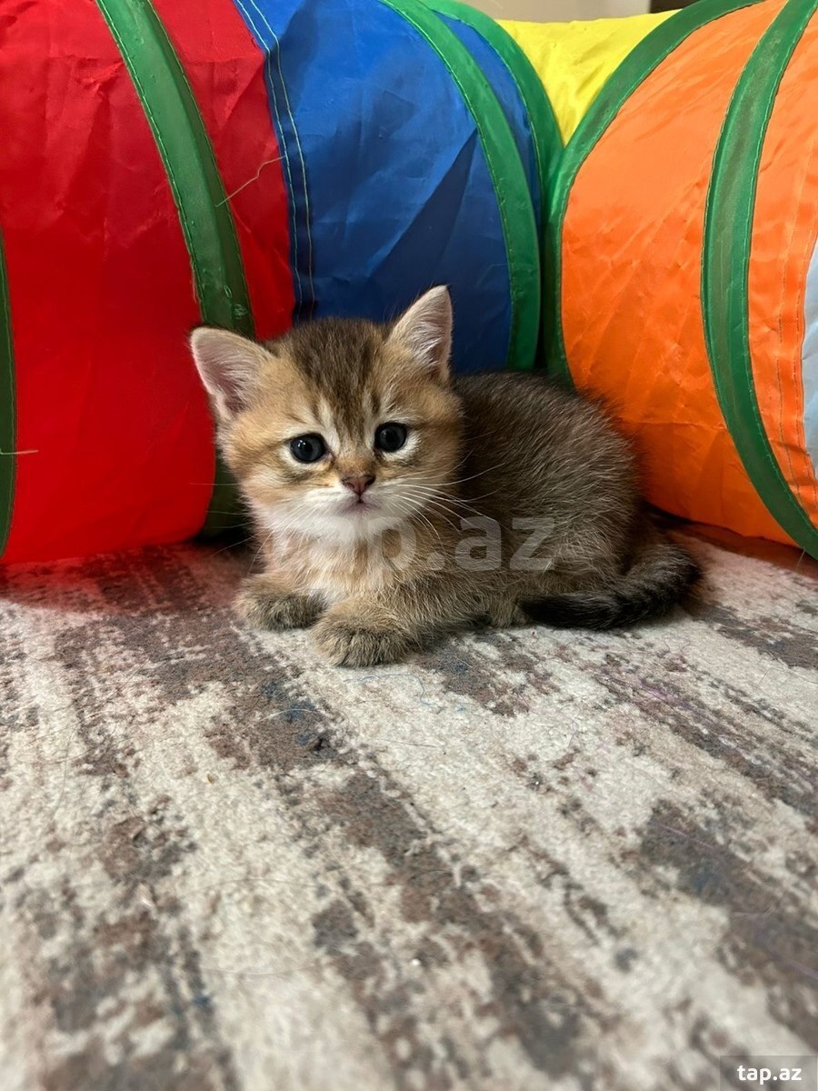 Kотята Шиншилла