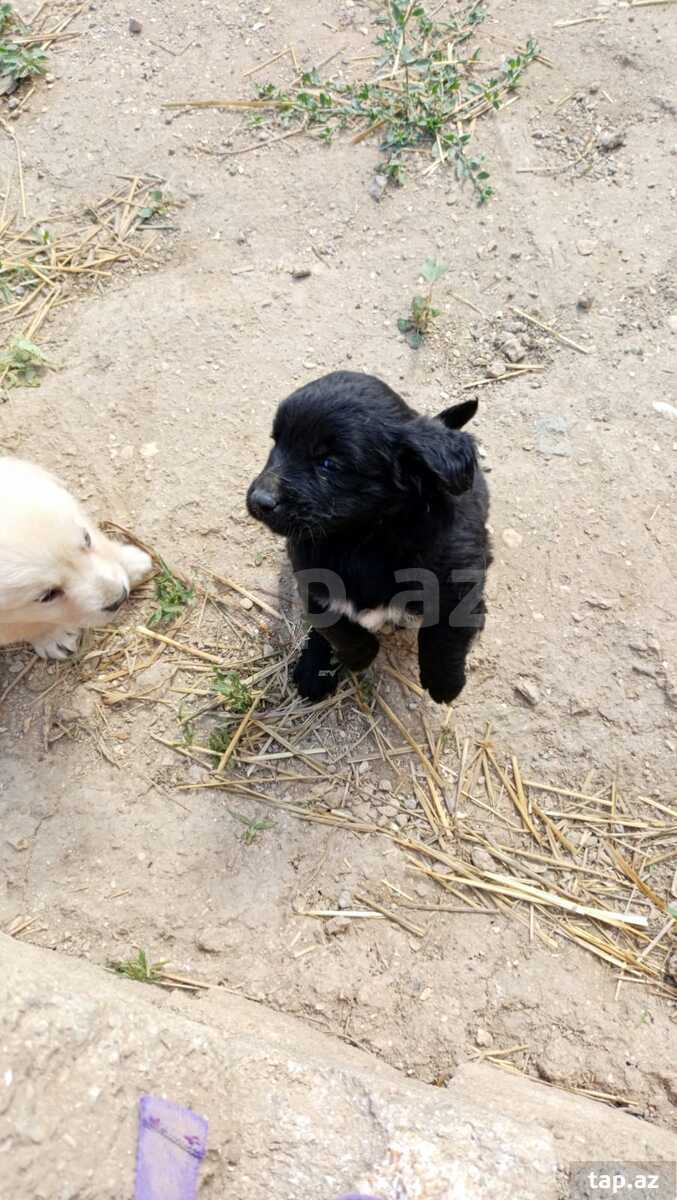 Labrador Retriver  (4)