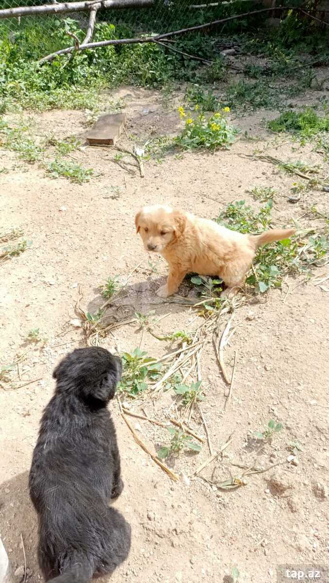 Labrador Retriver  (5)