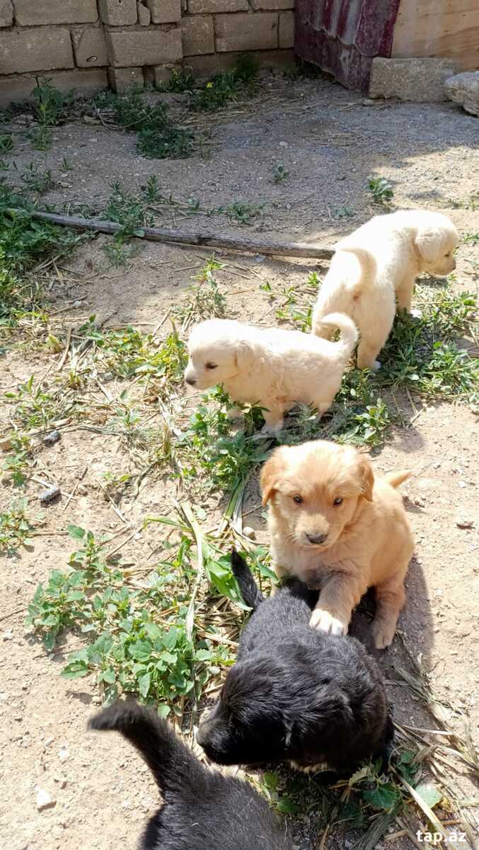 Labrador Retriver 