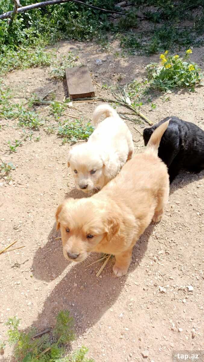Labrador Retriver  (3)