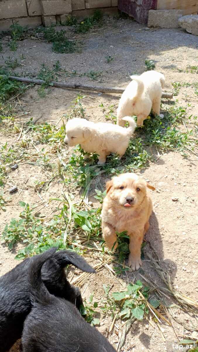 Labrador Retriver  (2)