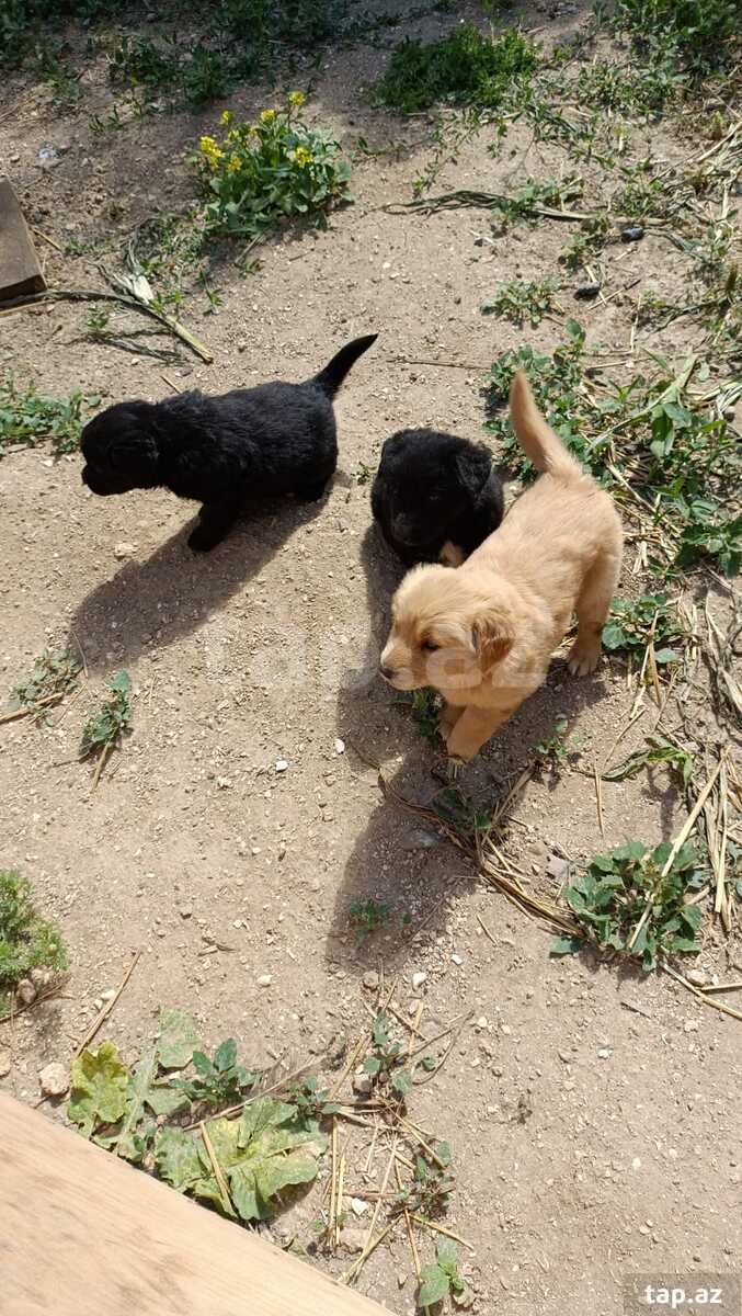 Labrador Retriver  (7)