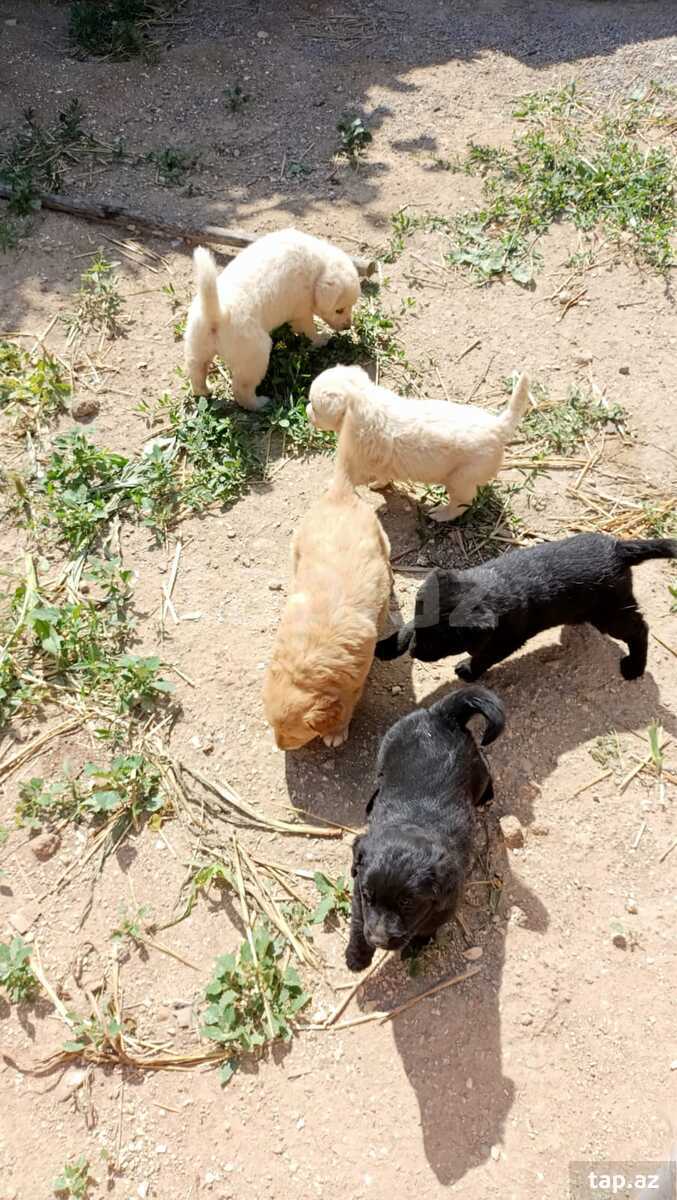 Labrador Retriver  (8)