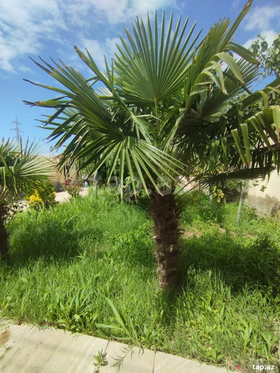 Həyət evi, Biləcəri qəs. (11)