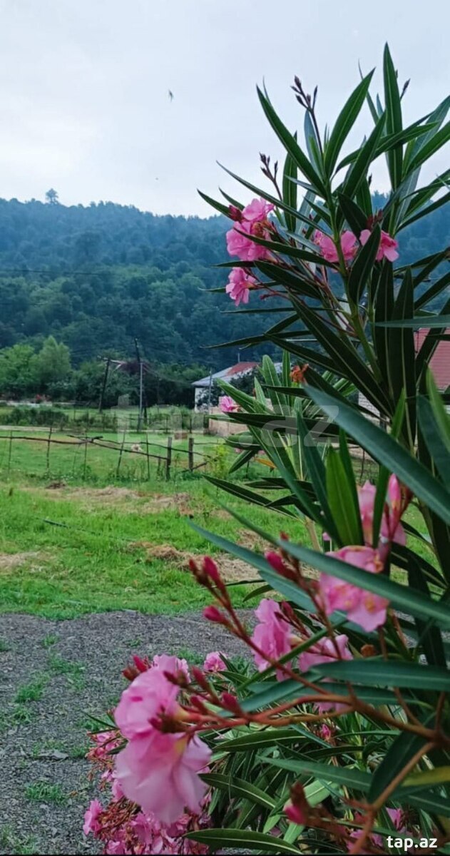 Həyət evi kirayə verilir, Lerik r. (8)