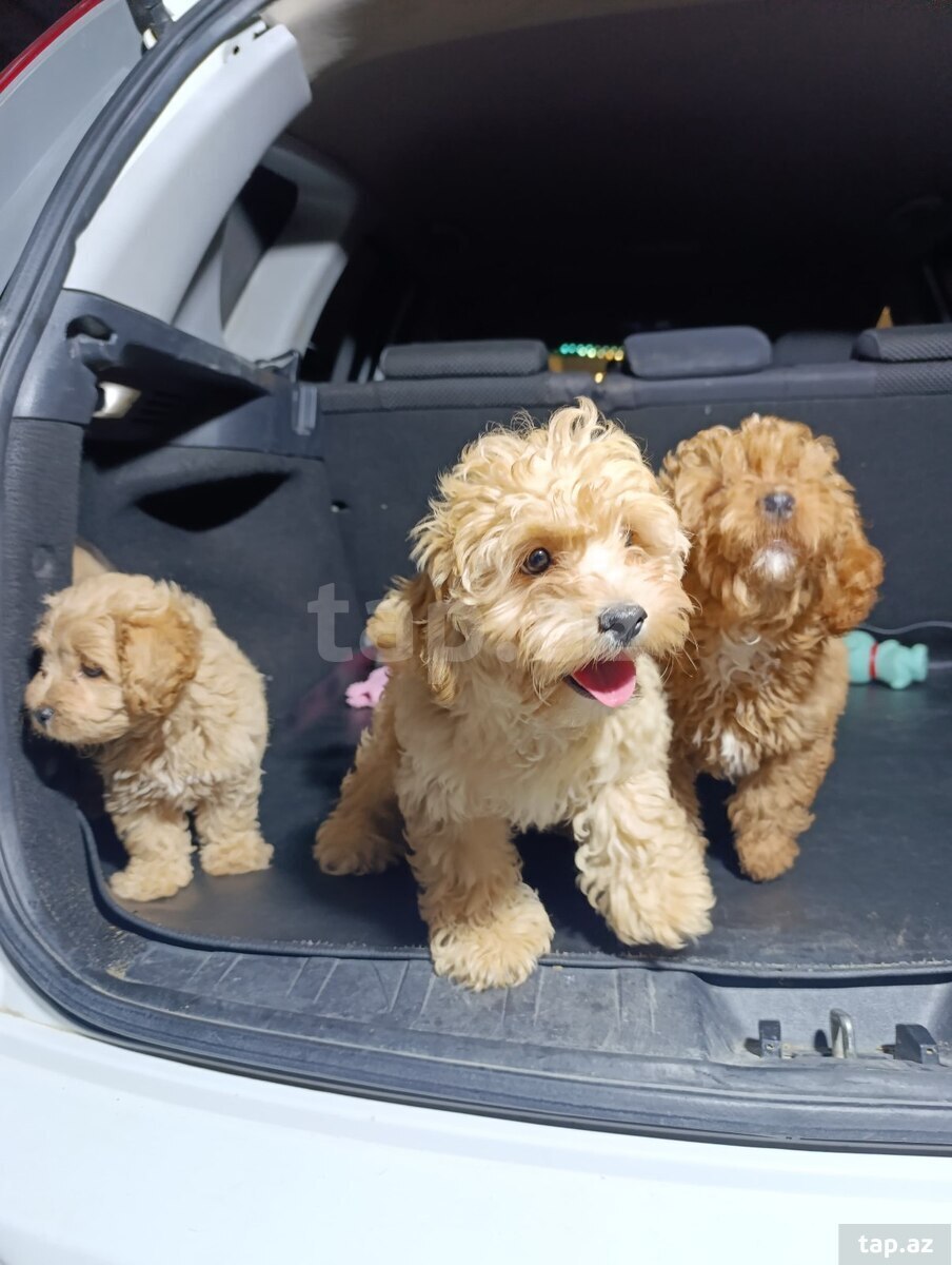 Maltipoo