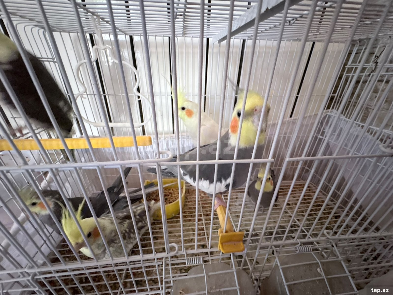 Korella tutuquşuları