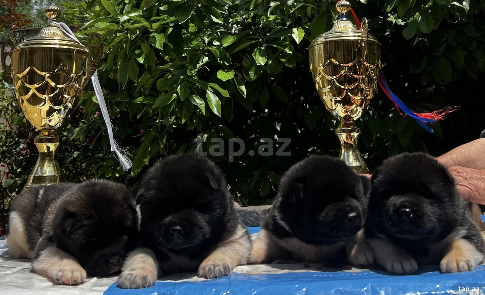 Amerikan Akita