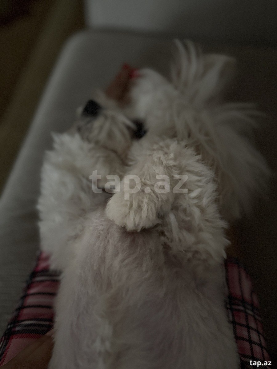 Maltipoo F2 (2)