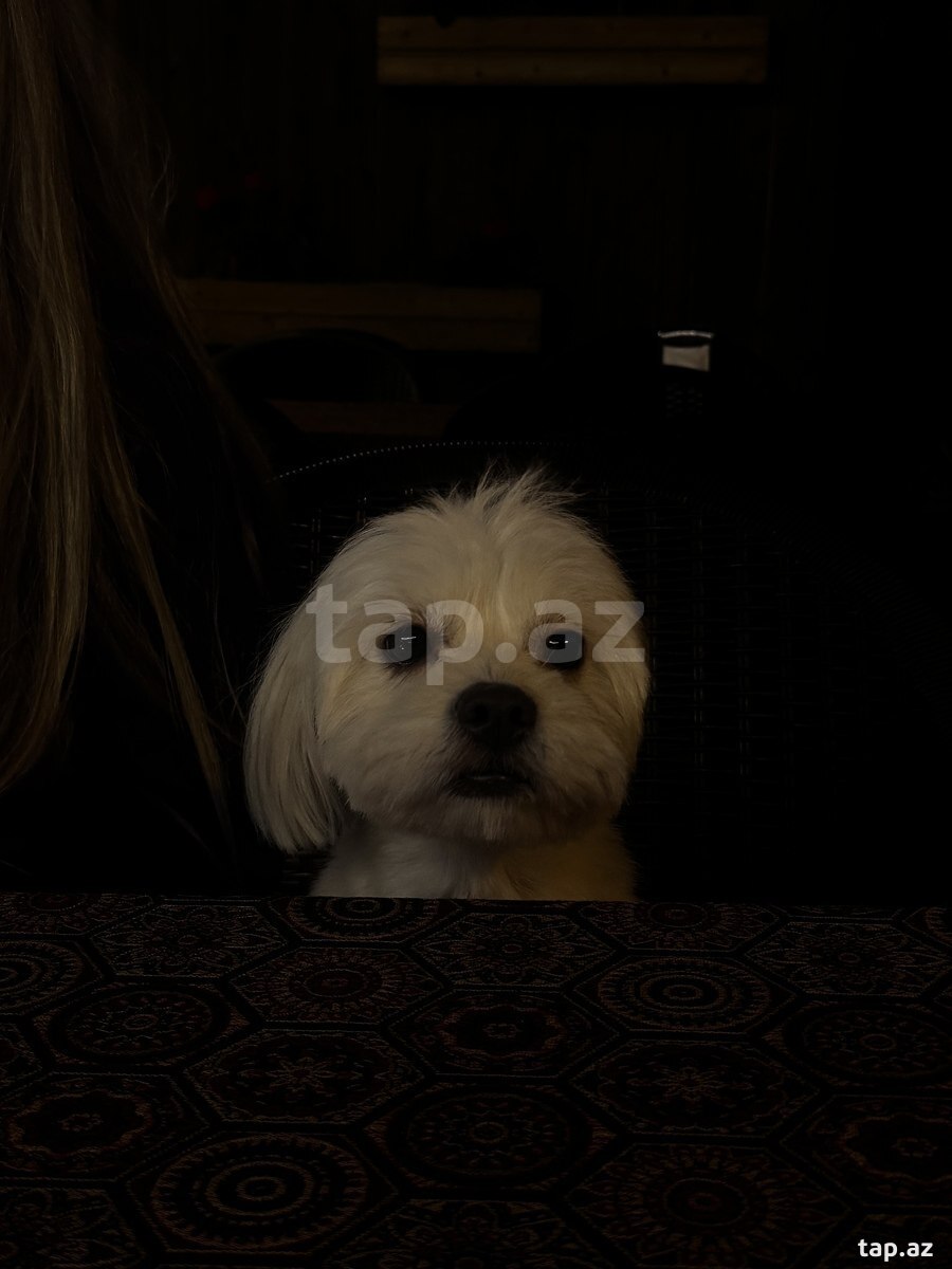 Maltipoo F2