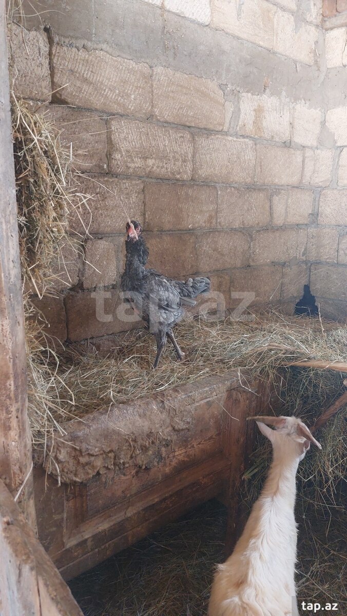 Toyuq yumurtaları (5)