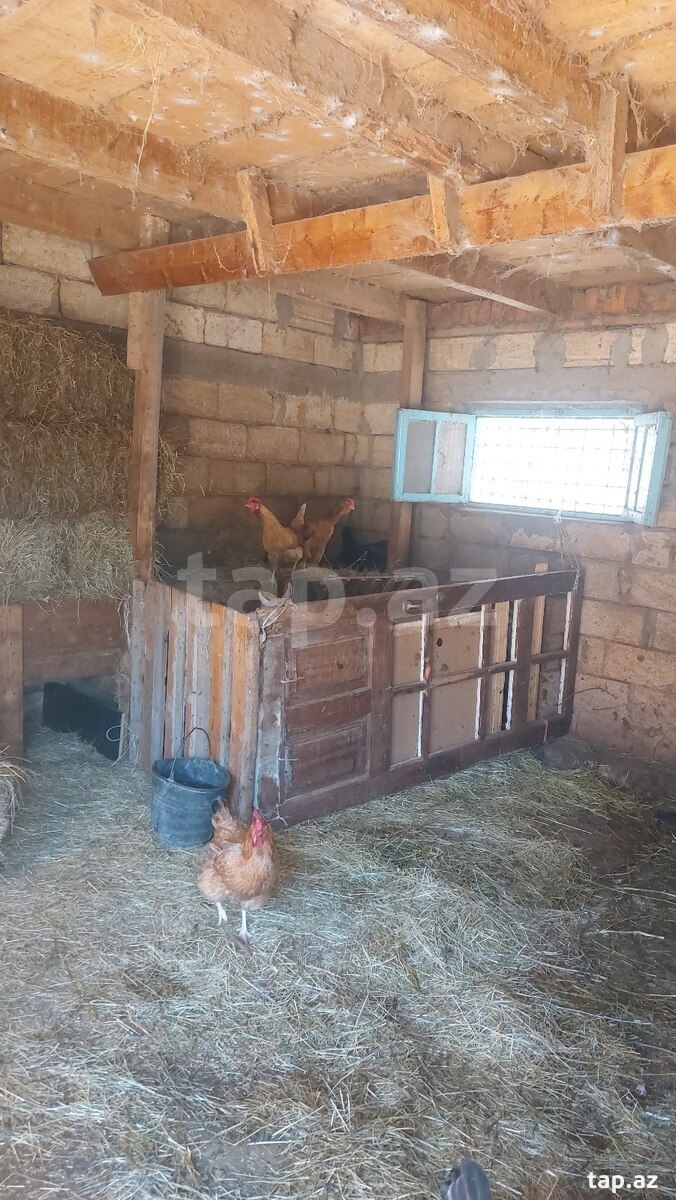 Toyuq yumurtaları (7)
