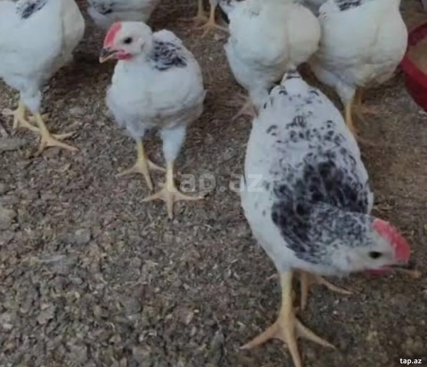 Toyuq yumurtaları (9)