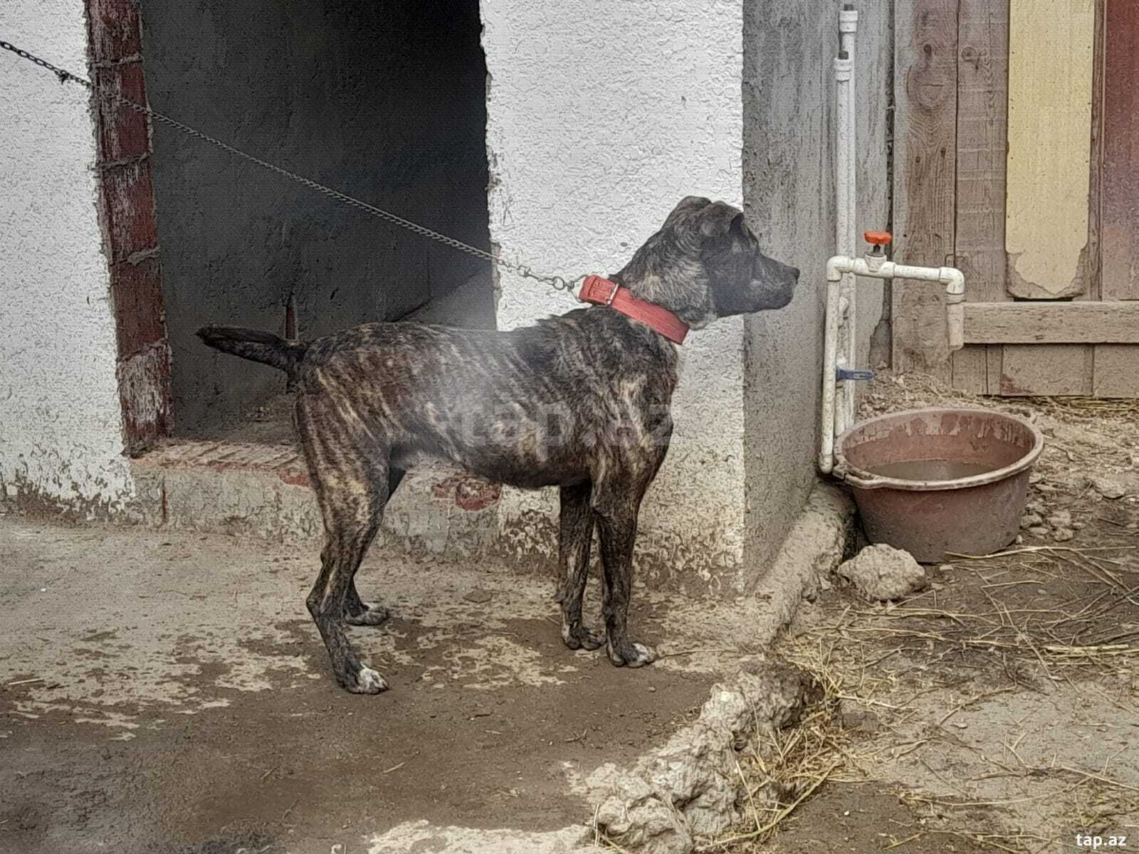 Pitbul (3)