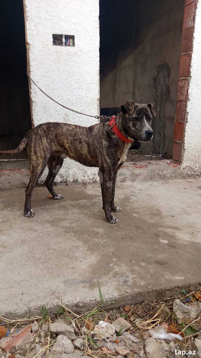 Pitbul