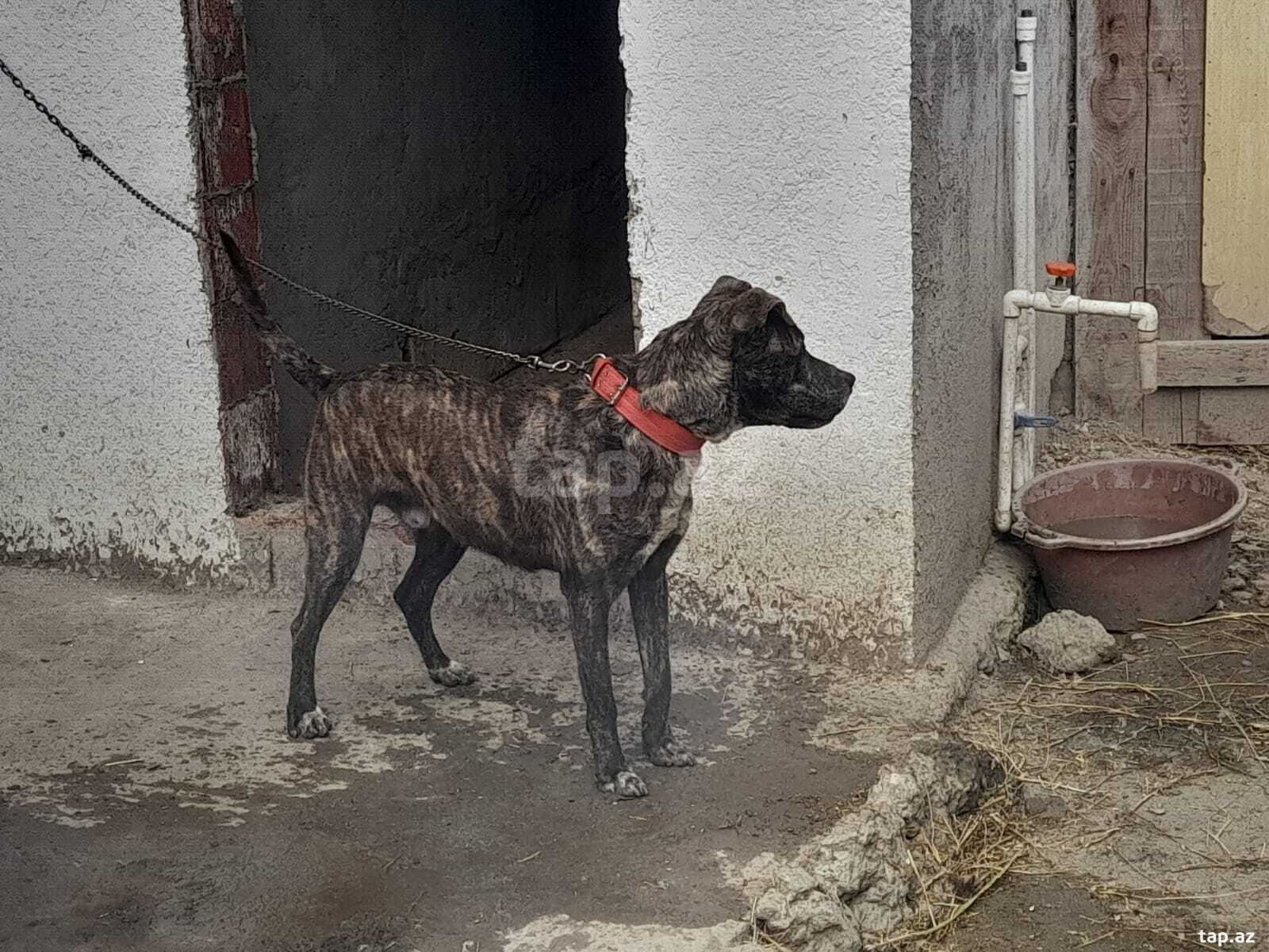 Pitbul (2)