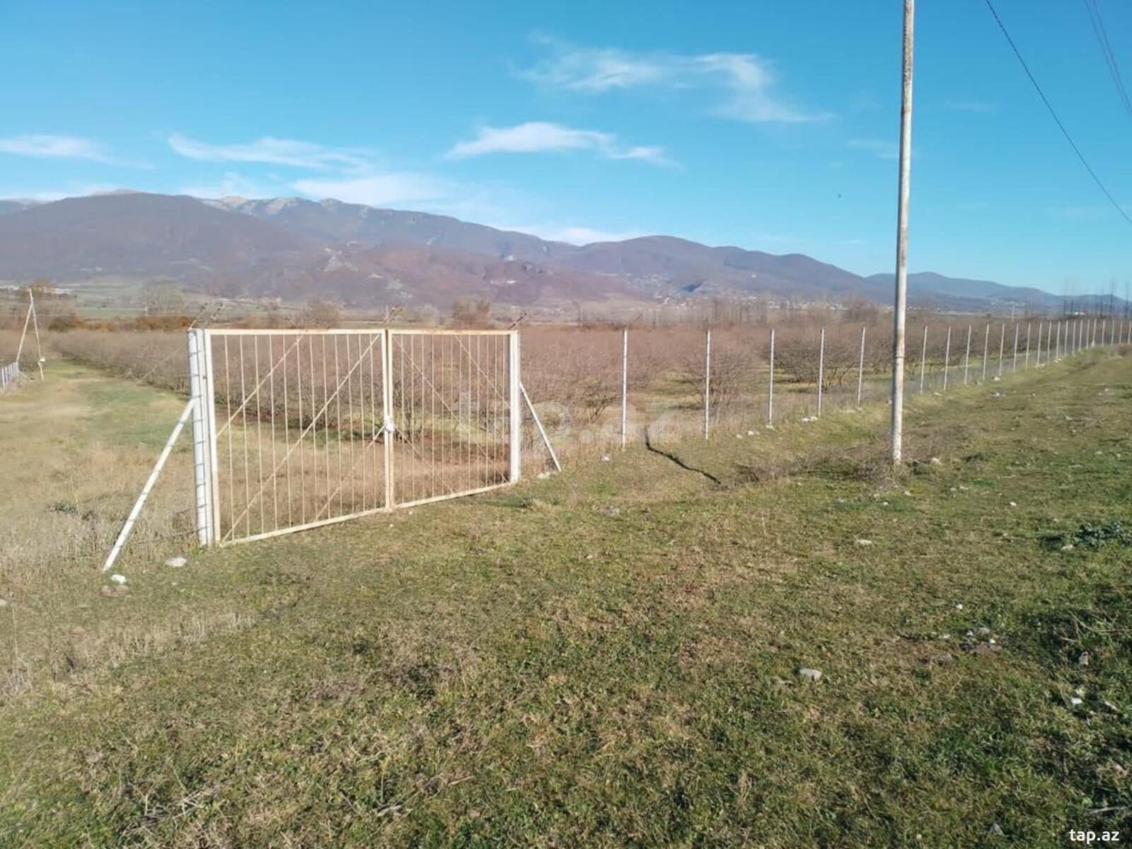 350 sot torpaq sahəsi, İsmayıllı r. (16)