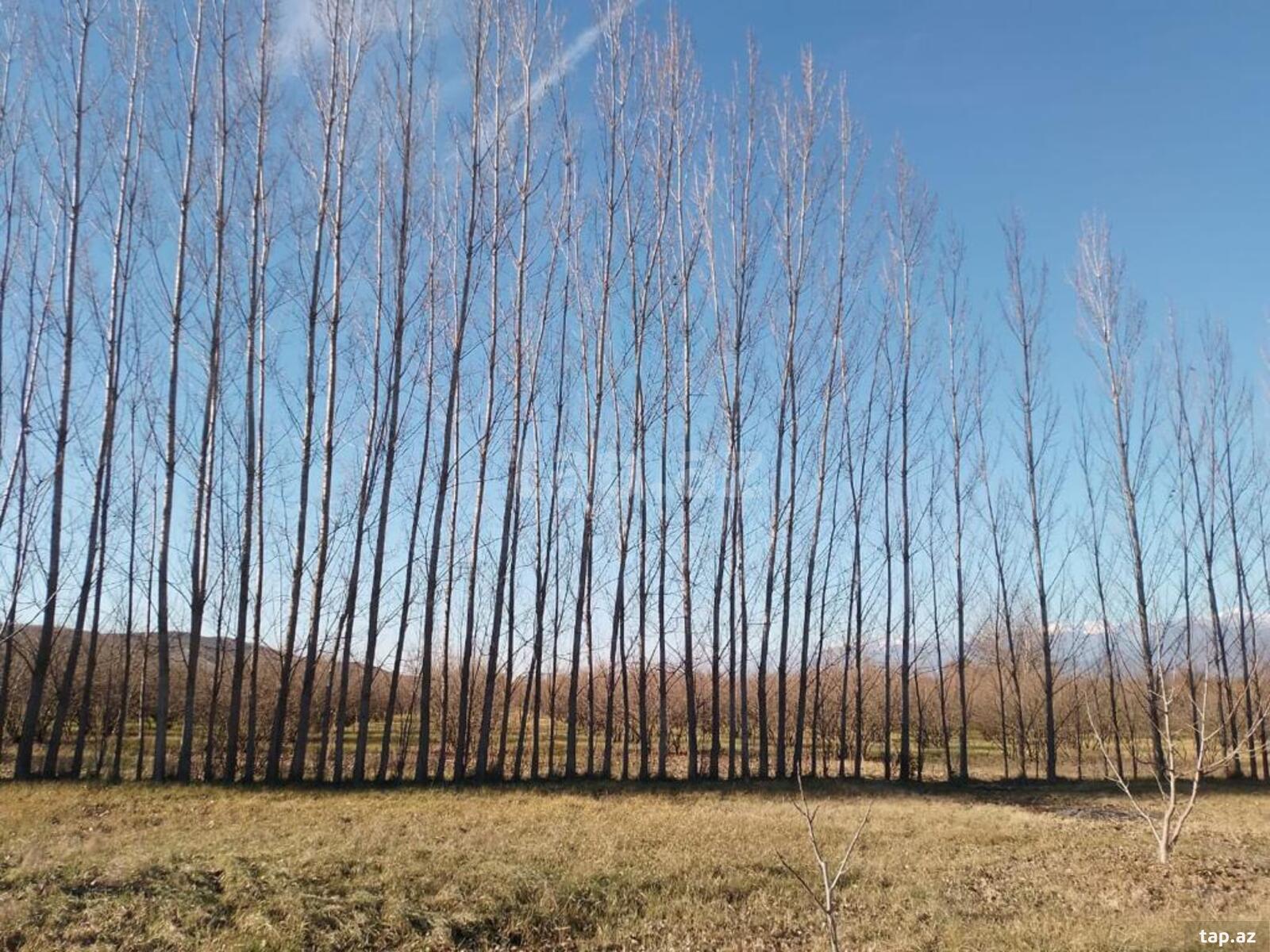 350 sot torpaq sahəsi, İsmayıllı r. (12)