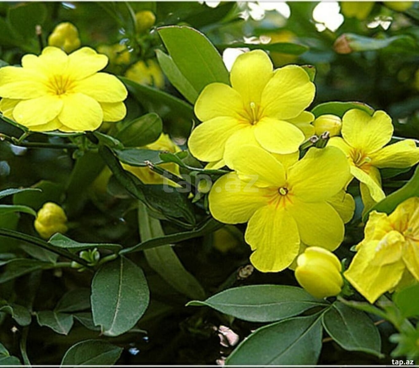 Jasmin