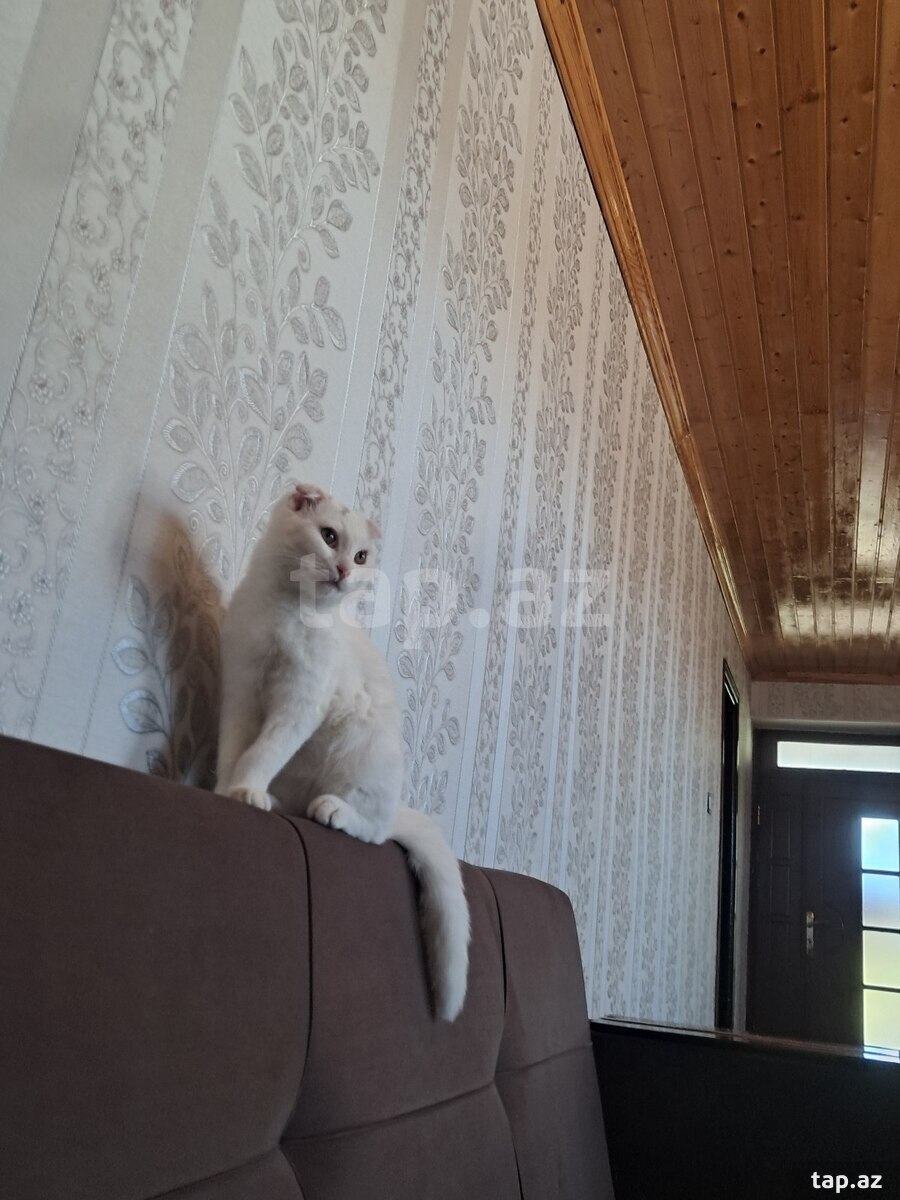 Avropa pişiyi (4)