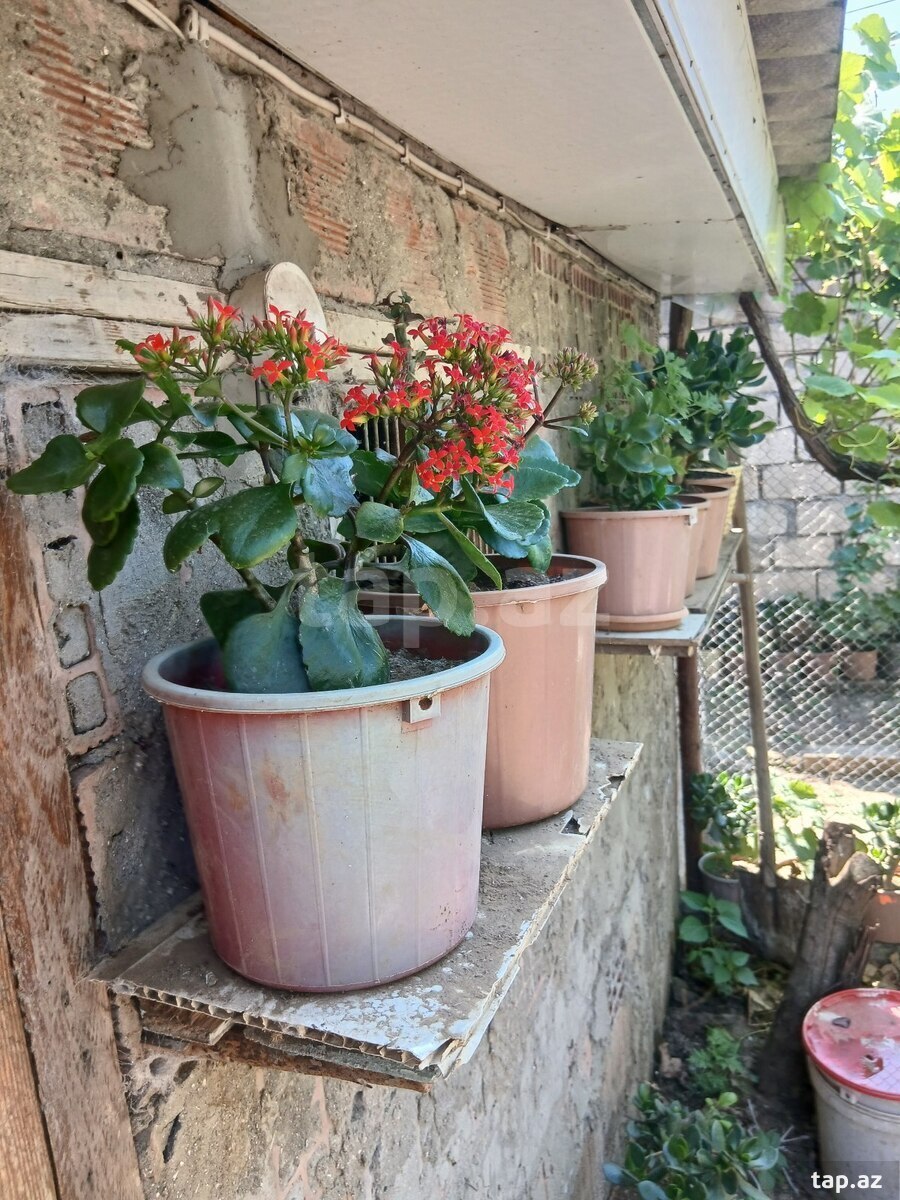Dibçək gülləri