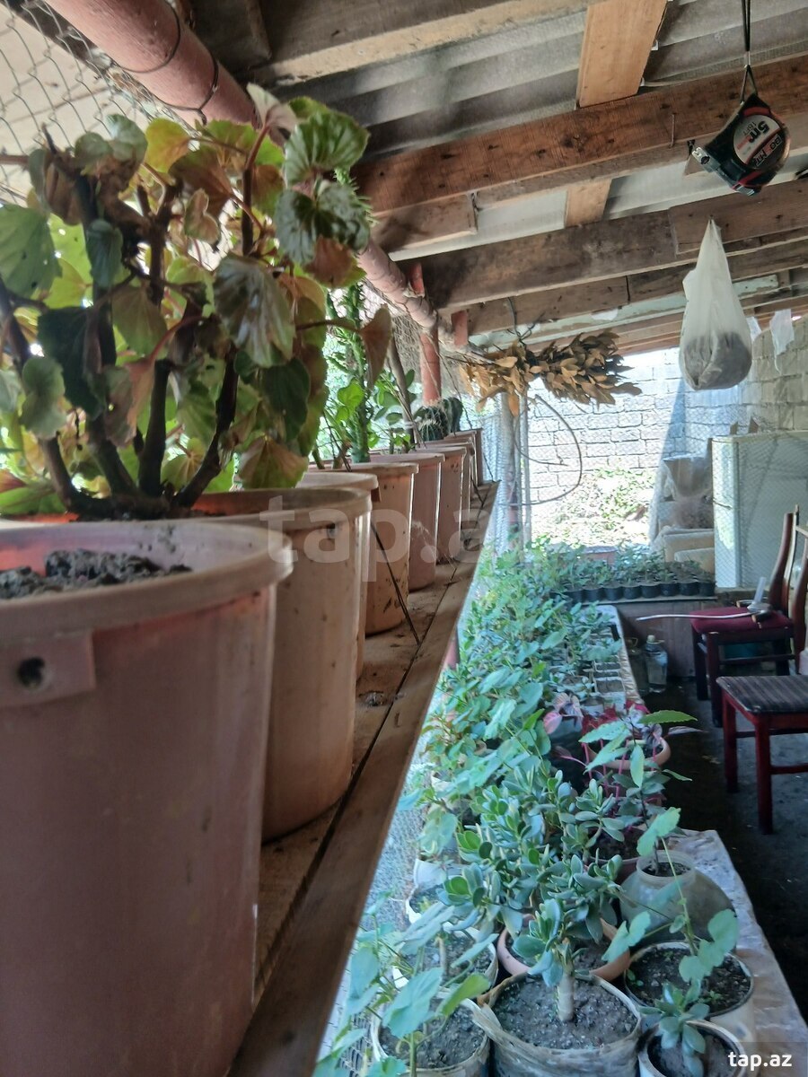 Dibçək gülləri (3)