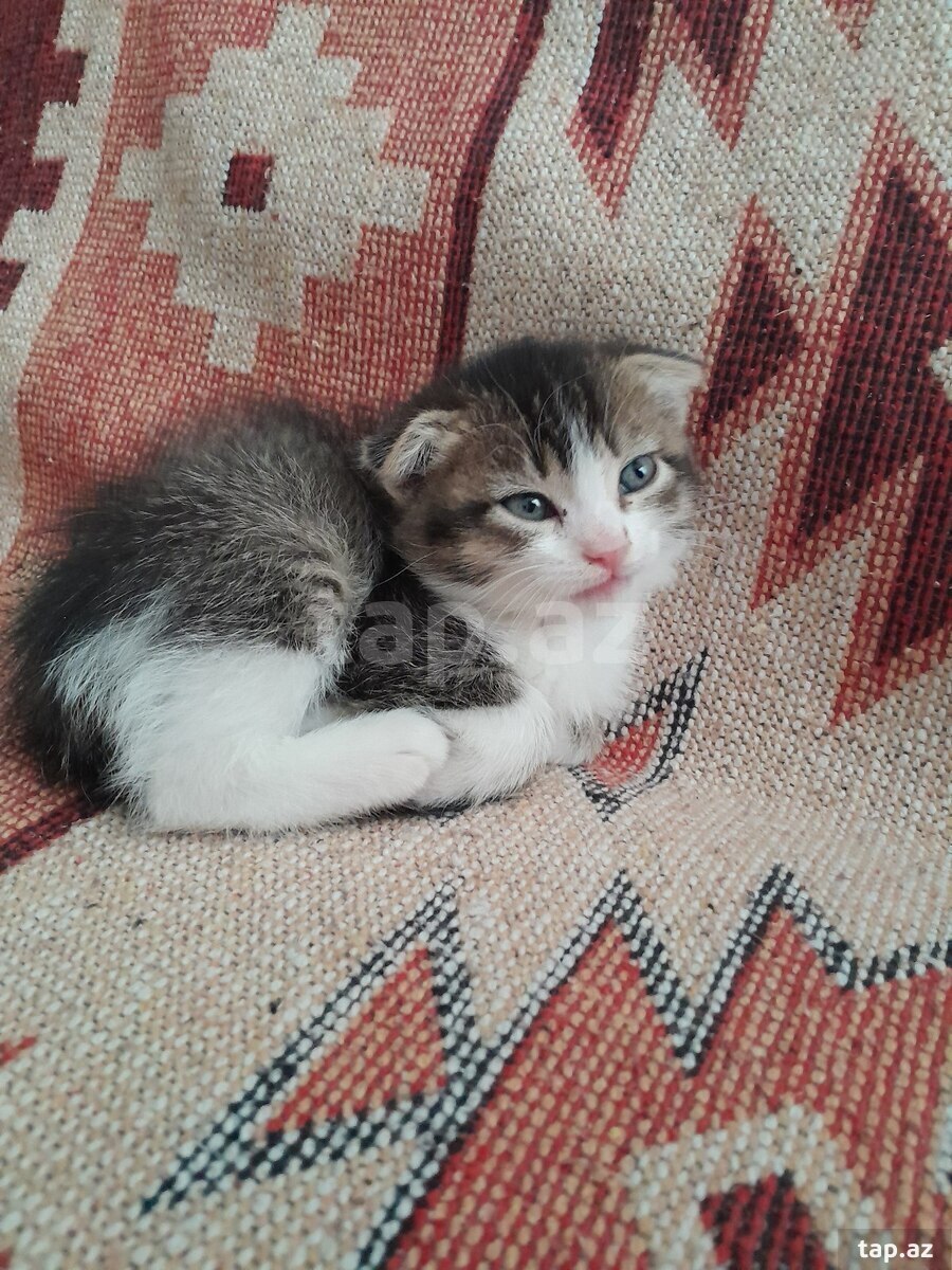 Şotland pişik balası (4)