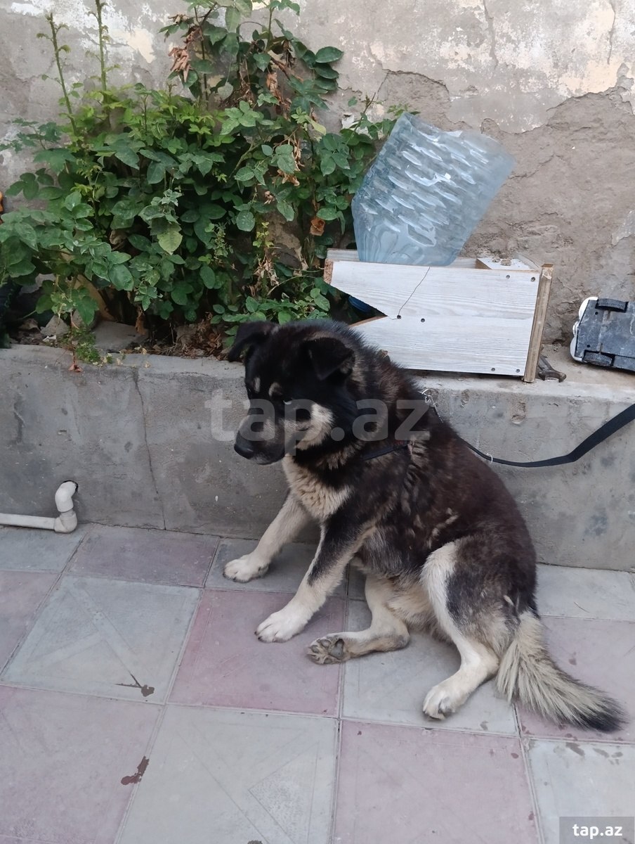 Haski  (2)