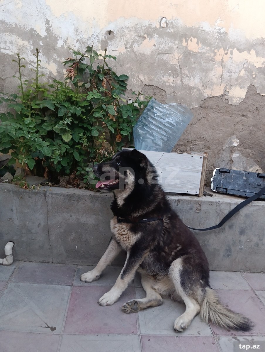 Haski  (3)