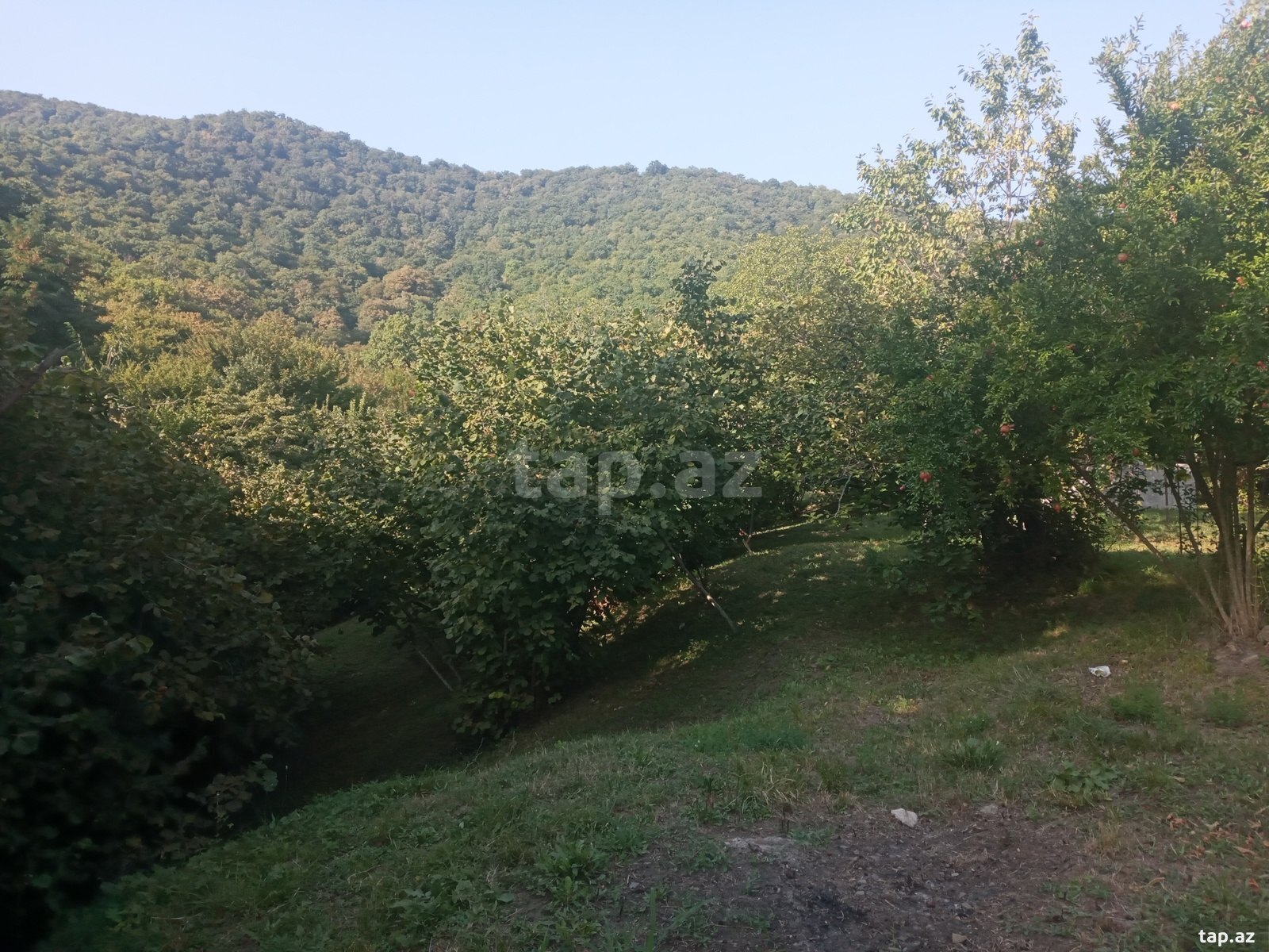 Bağ evi, Zaqatala r. (18)