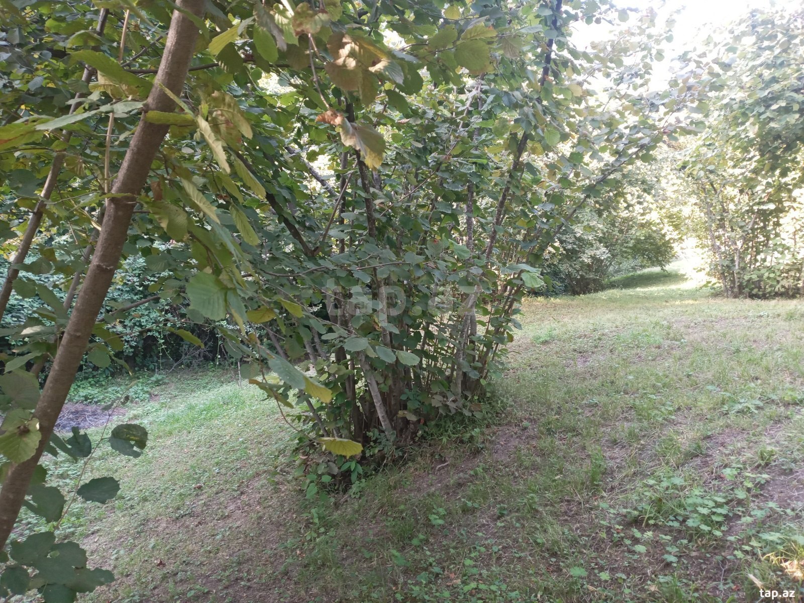 Bağ evi, Zaqatala r. (14)