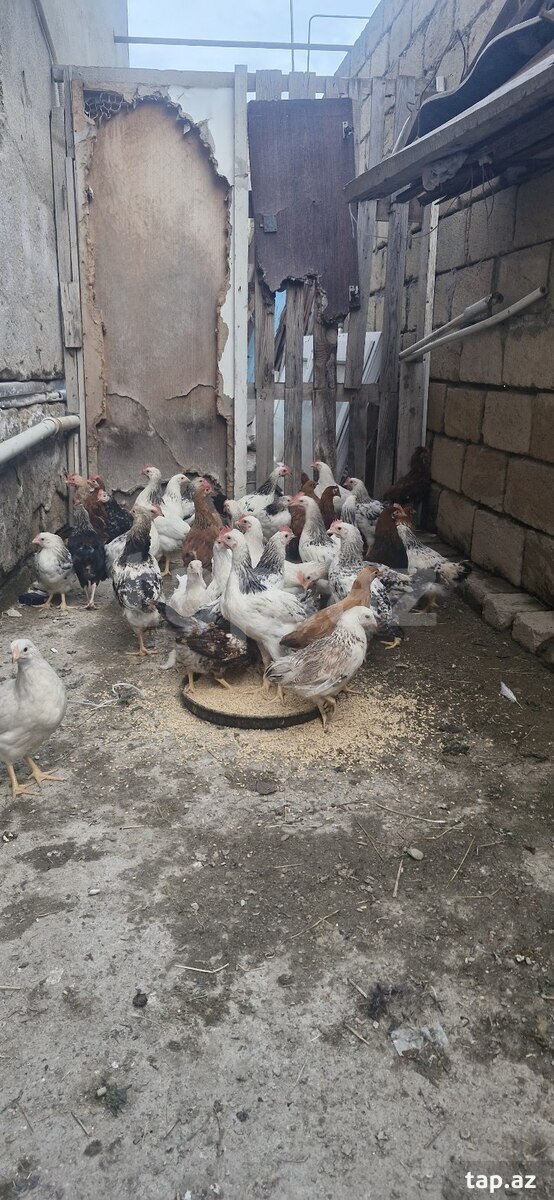 Çolpalar (2)