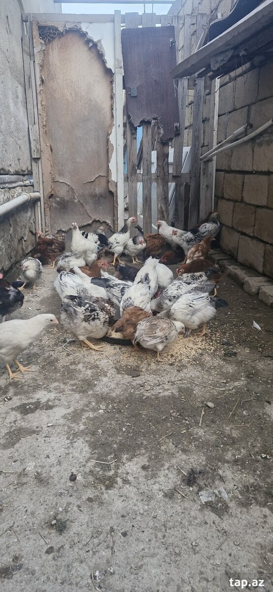 Çolpalar (3)