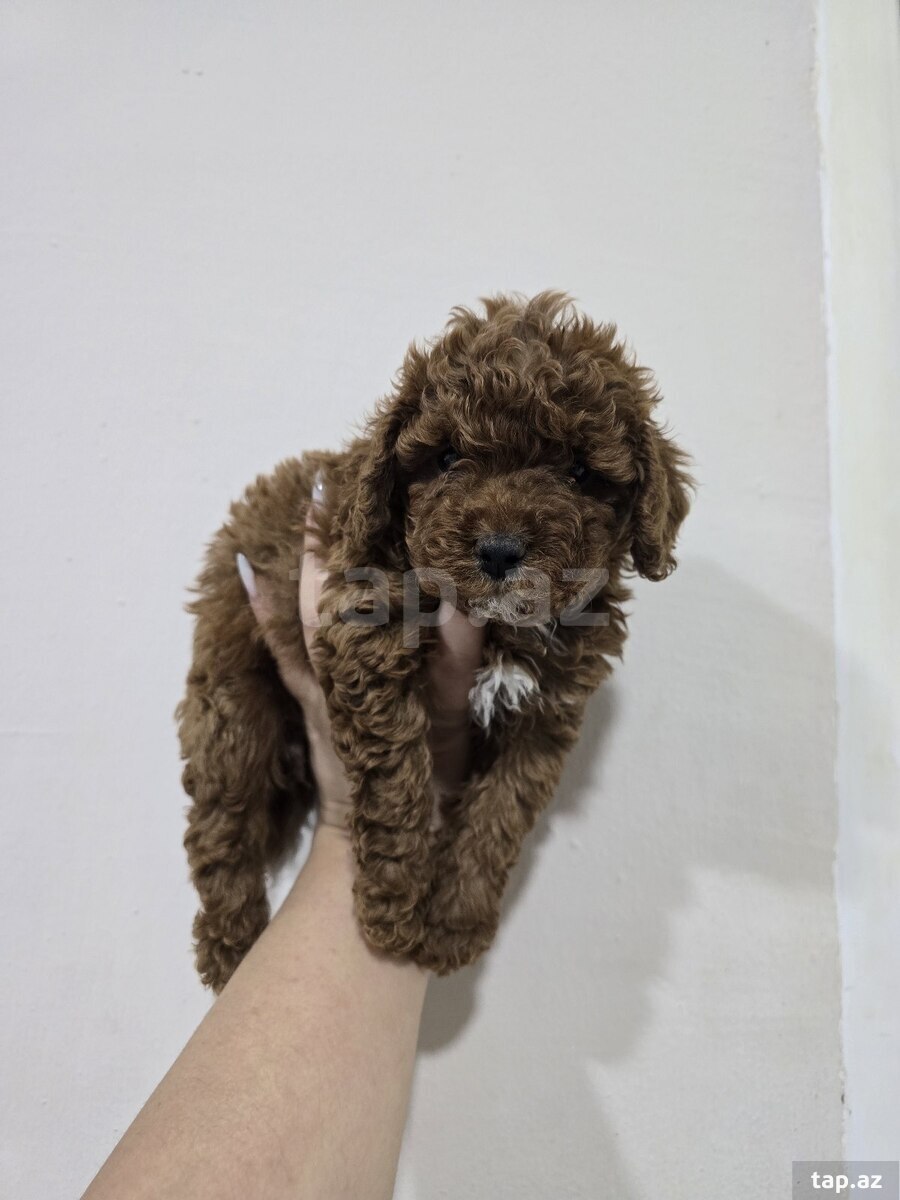 Pudel (3)