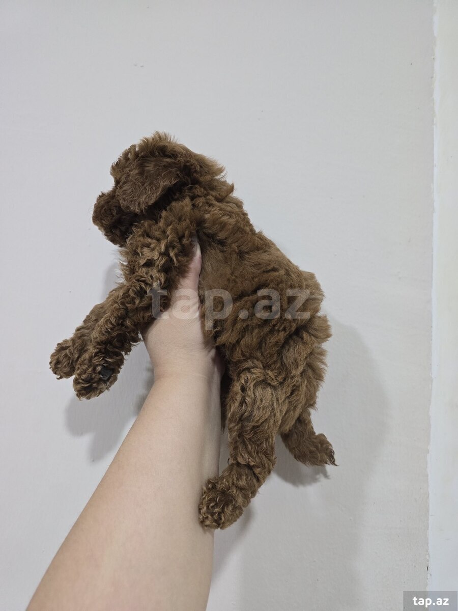 Pudel (2)