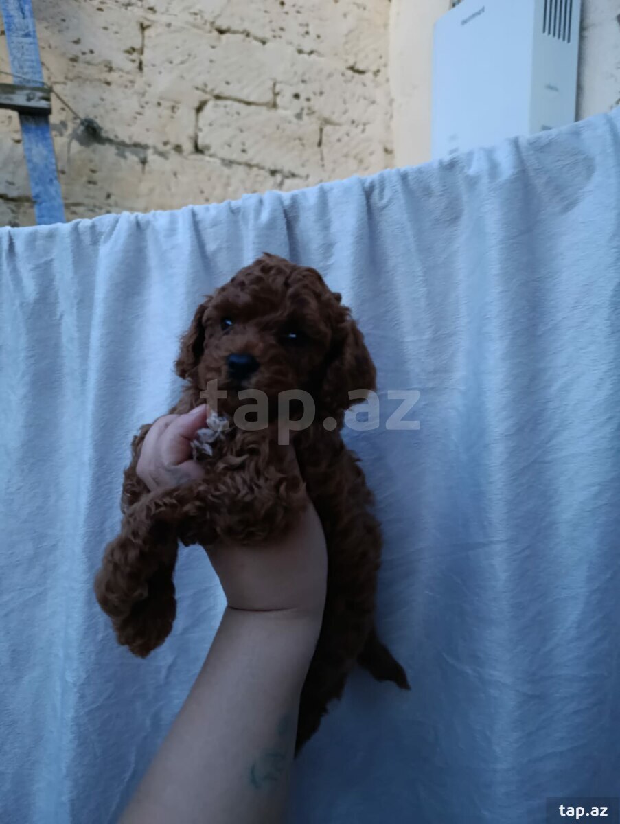 Pudel (5)