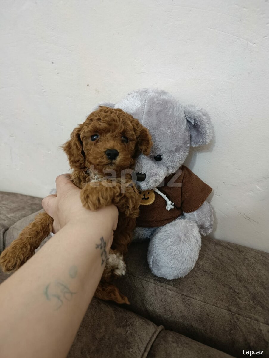 Pudel (3)