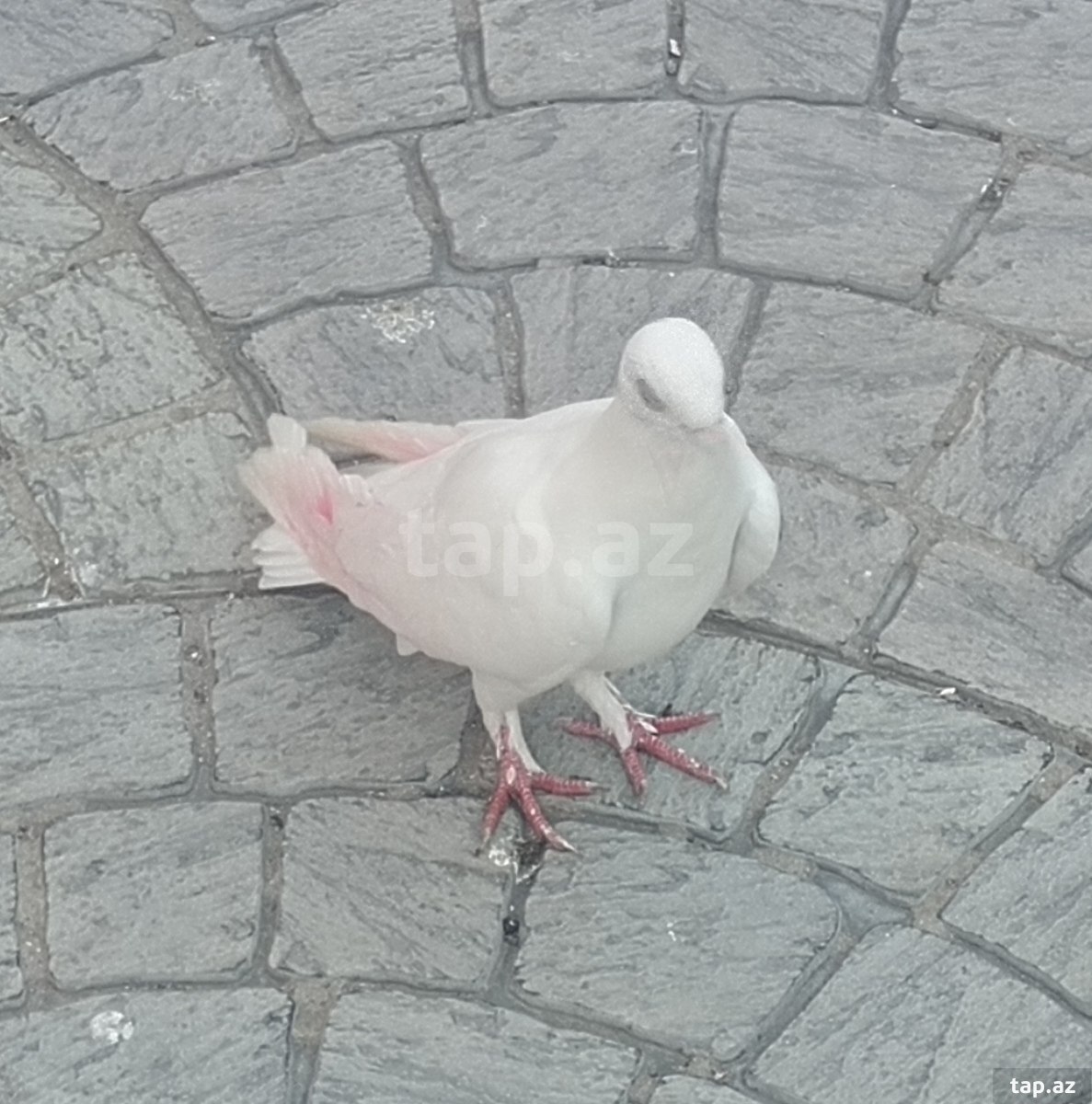 Göyərçinlər